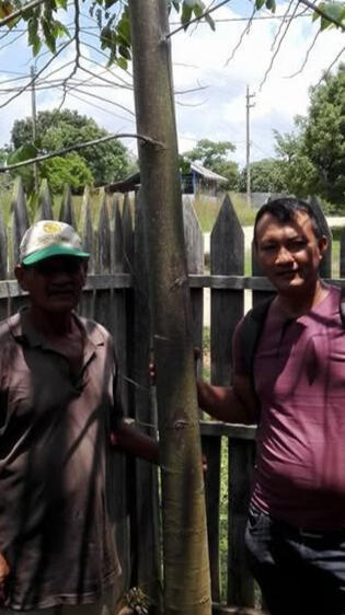 Árbol de crecimiento rápido